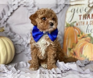 Poodle (Toy) Puppy for sale in LANCASTER, PA, USA