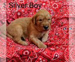 Puppy Silver boy Golden Retriever