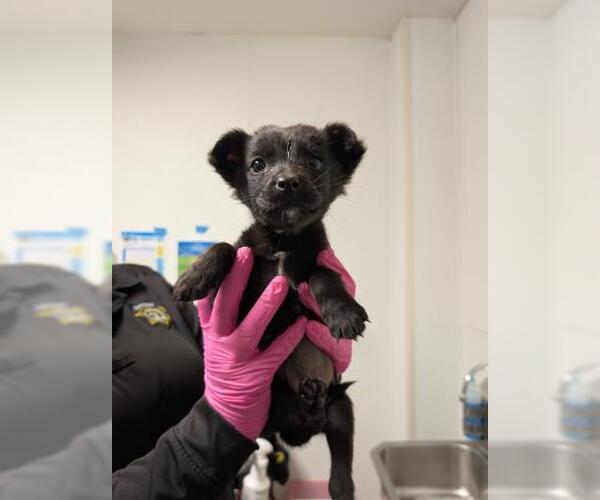 Medium Photo #1 Collie-Unknown Mix Puppy For Sale in Bakersfield, CA, USA