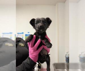 Collie-Unknown Mix Dogs for adoption in Bakersfield, CA, USA