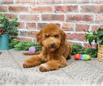 Small #14 Goldendoodle