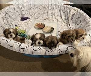 Lhasa Apso Puppy for sale in CASPER, WY, USA