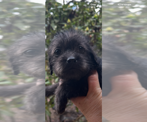Chorkie-Poodle (Miniature) Mix Puppy for sale in VENETA, OR, USA