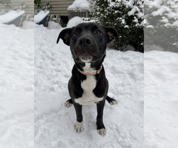 Medium Photo #28 Mutt Puppy For Sale in Boston, MA, USA