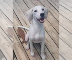 Small #4 Mutt