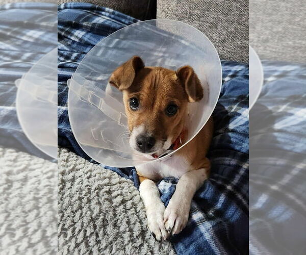 Medium Photo #1 Chihuahua-Unknown Mix Puppy For Sale in Lakewood, CO, USA