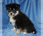 Small Photo #6 Pomsky Puppy For Sale in DENTON, TX, USA