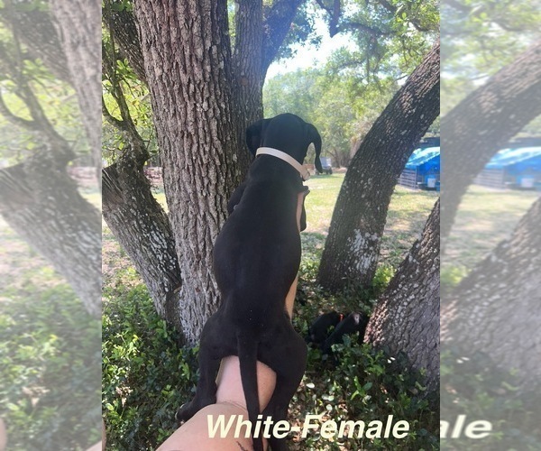 Medium Photo #12 Great Dane Puppy For Sale in FORT DENAUD, FL, USA