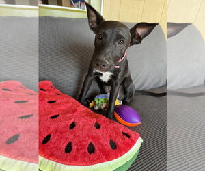 Janet - Female Shepradors Dog for Adoption - Photo #3