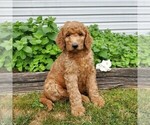 Small Photo #1 Labradoodle-Poodle (Standard) Mix Puppy For Sale in LEOLA, PA, USA