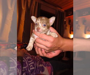 Chiranian Puppy for sale in WEST BRANCH, MI, USA