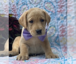 Labrador Retriever Puppy for sale in LANCASTER, PA, USA