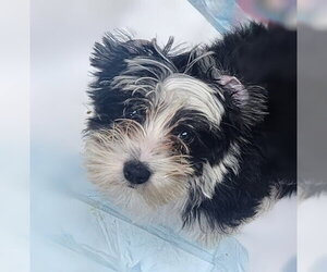 Shih Tzu Dogs for adoption in Oakland Park, FL, USA