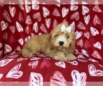 Small #4 Goldendoodle (Miniature)