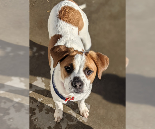 Medium Photo #7 Mutt Puppy For Sale in San Diego, CA, USA