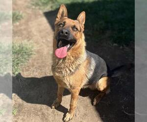 German Shepherd Dog-Unknown Mix Dogs for adoption in Modesto, CA, USA