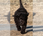 Small Photo #16 Spanish Water Dog Puppy For Sale in SIMLA, CO, USA
