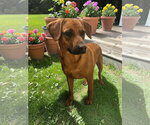 Small #8 Black Mouth Cur Mix