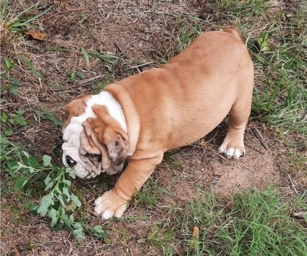 Medium Photo #14 Bulldog Puppy For Sale in GREEN FOREST, AR, USA