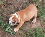 Small #13 Bulldog
