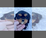 Small #1 Cavalier King Charles Spaniel