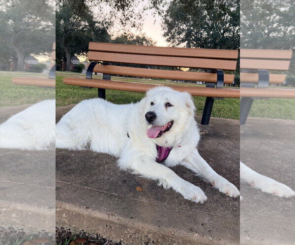 Medium Photo #4 Great Pyrenees Puppy For Sale in Spring, TX, USA