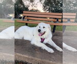 Small #3 Great Pyrenees