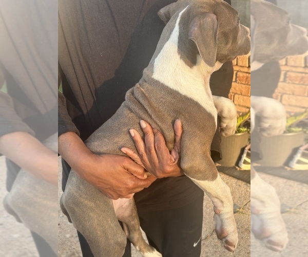 Medium Photo #8 American Pit Bull Terrier Puppy For Sale in NEW ORLEANS, LA, USA
