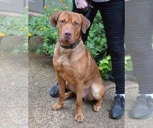 Hank - Male Mastiff Dog for Adoption - Photo #3
