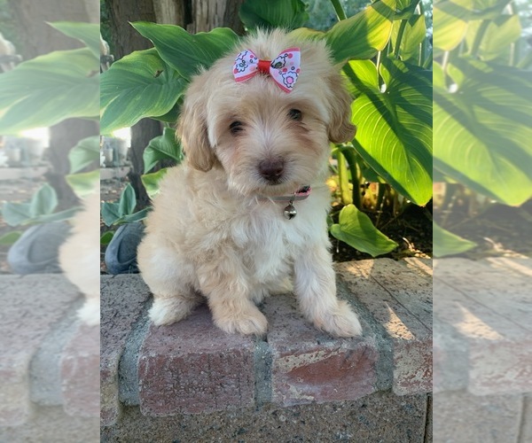 Medium Photo #3 Maltipoo Puppy For Sale in RANCHO CALIFORNIA, CA, USA