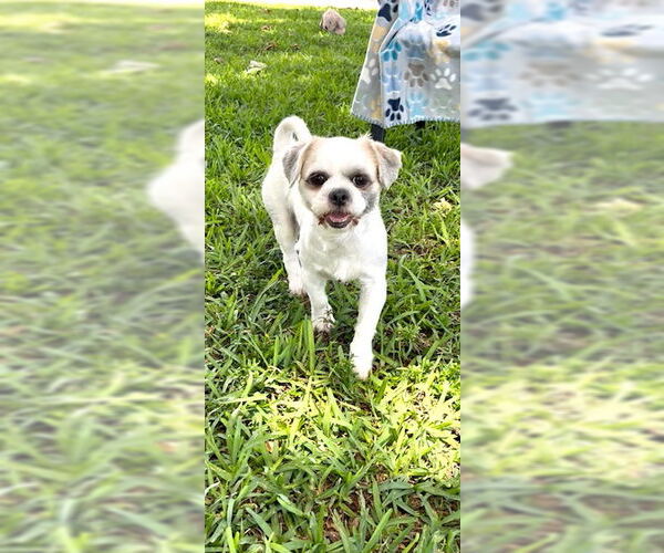Medium Photo #4 Shih Tzu Puppy For Sale in Weston, FL, USA