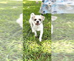 Small #3 Shih Tzu