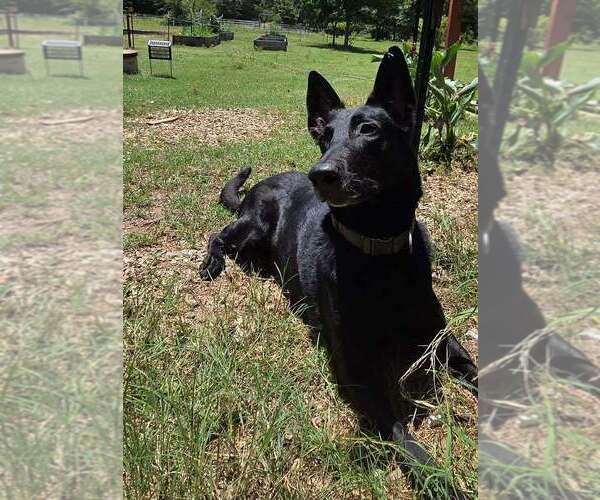Medium Photo #14 Mutt Puppy For Sale in Imlay City, MI, USA