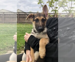 German Shepherd Dog Puppy for sale in OSTRANDER, OH, USA