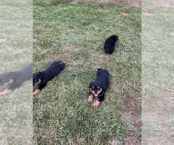 Medium Photo #10 Rottweiler Puppy For Sale in BULLS GAP, TN, USA