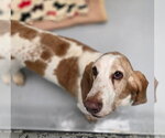 Small Photo #4 Basset Hound Puppy For Sale in Brookville, OH, USA