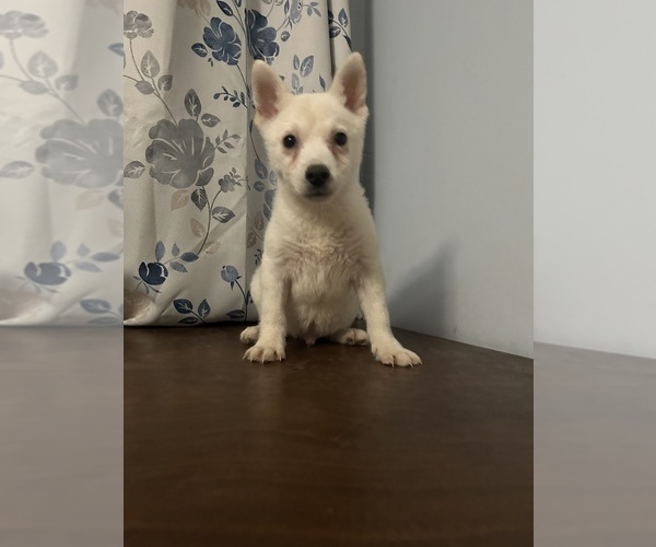 Medium Photo #15 Alaskan Klee Kai Puppy For Sale in DURHAM, CT, USA