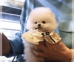 Small Photo #4 Pomeranian Puppy For Sale in CHINO HILLS, CA, USA