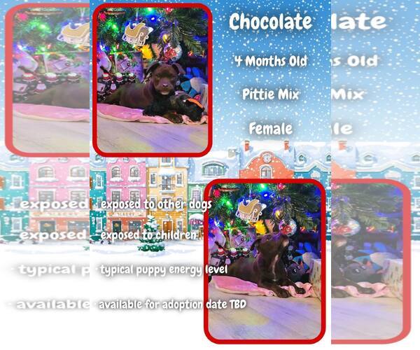 Medium Photo #2 Mutt Puppy For Sale in Jacksonville, NC, USA