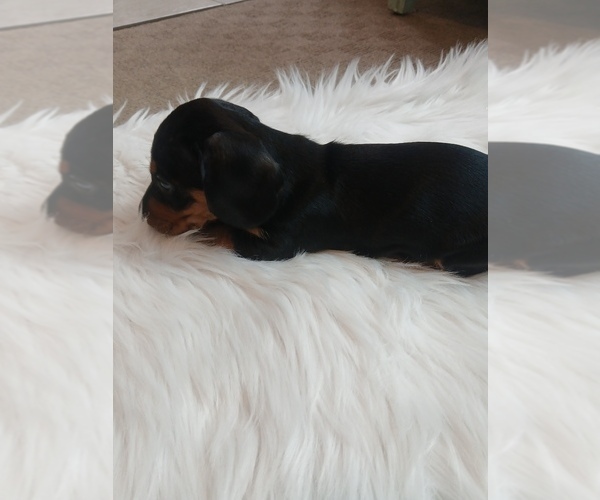 Medium Photo #8 Dachshund Puppy For Sale in MULBERRY GROVE, IL, USA