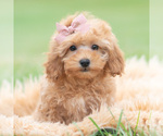 Image preview for Ad Listing. Nickname: Litter of 19