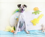 Small American Foxhound-American Pit Bull Terrier Mix