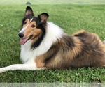 Small Photo #2 Collie Puppy For Sale in PLEASANT LAKE, IN, USA