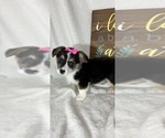 Small #3 Pembroke Welsh Corgi