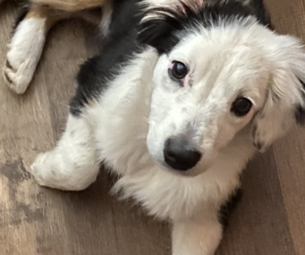 Medium Photo #25 Miniature American Shepherd Puppy For Sale in PLACERVILLE, CA, USA
