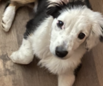 Small #24 Miniature American Shepherd