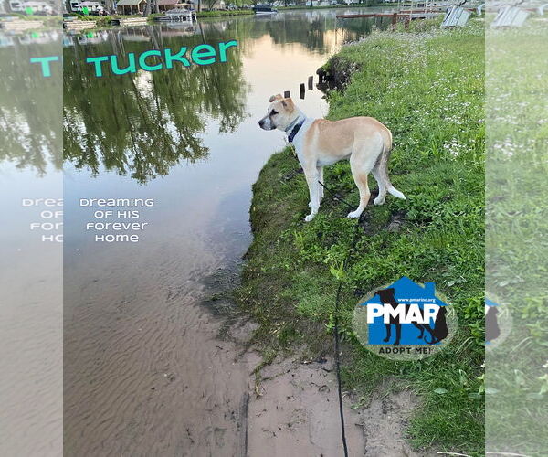 Medium Photo #4 Siberian Husky-Unknown Mix Puppy For Sale in Binghamton, NY, USA