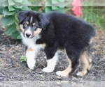Small #2 Australian Shepherd