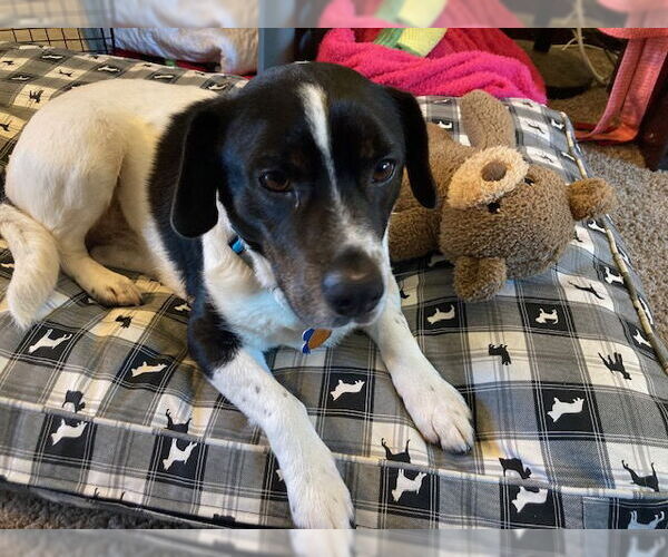 Medium Photo #2 Beagle-Unknown Mix Puppy For Sale in Minneapolis, MN, USA