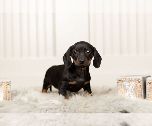 Medium Photo #3 Dachshund Puppy For Sale in WARSAW, IN, USA